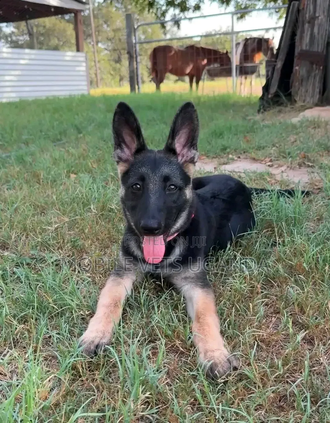 3-6 months Female Purebred German Shepherd