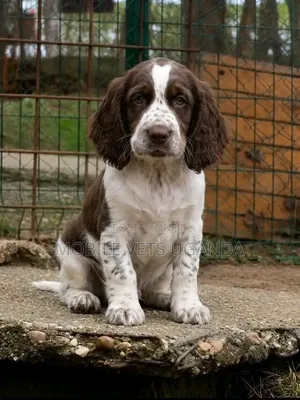 1-3 months Female Purebred English Cocker Spaniel