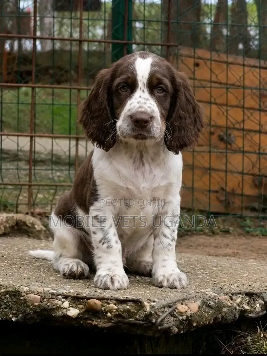 1-3 months Female Purebred English Cocker Spaniel