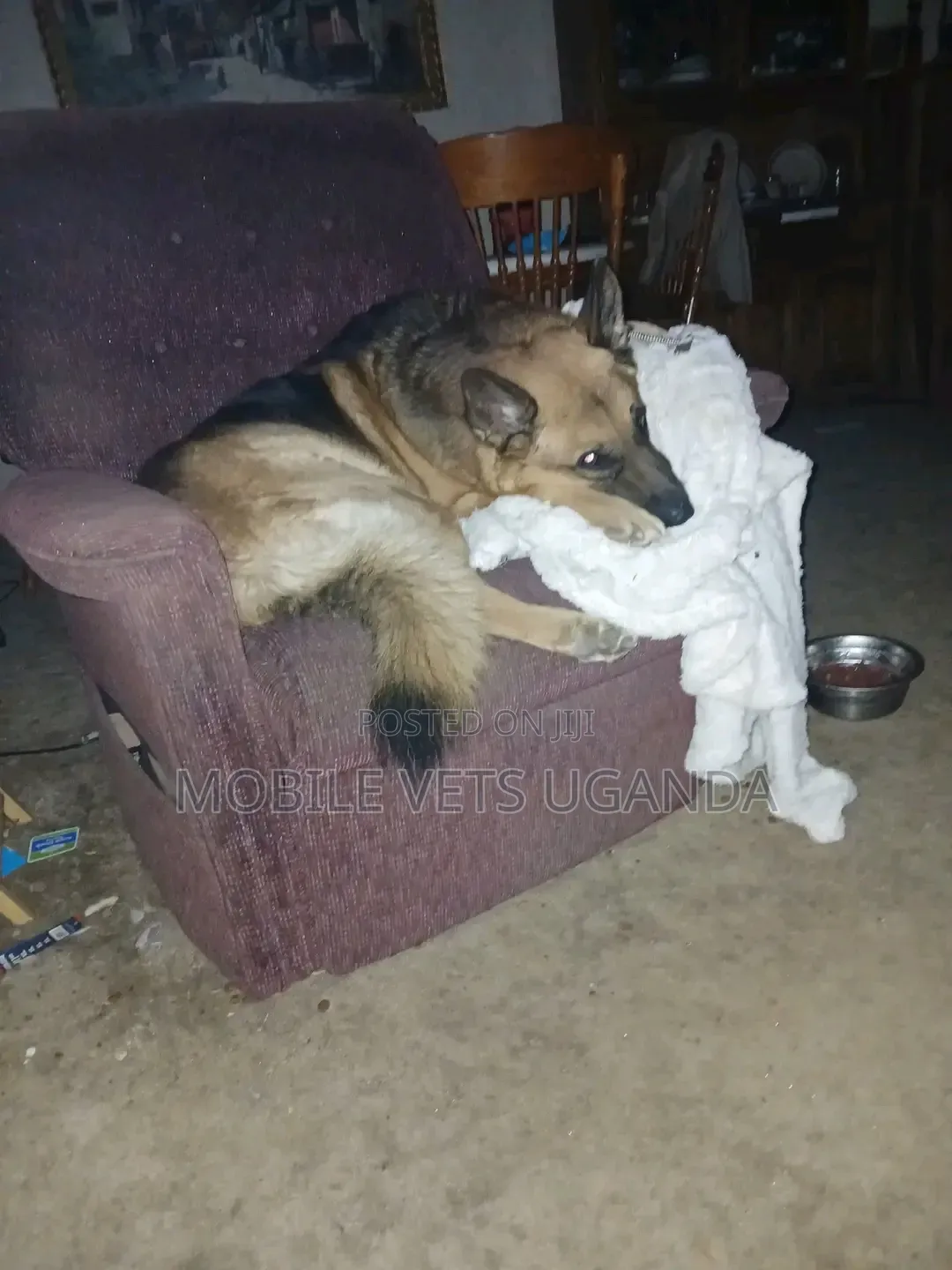 3-6 months Female Purebred German Shepherd