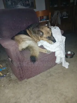 3-6 months Female Purebred German Shepherd