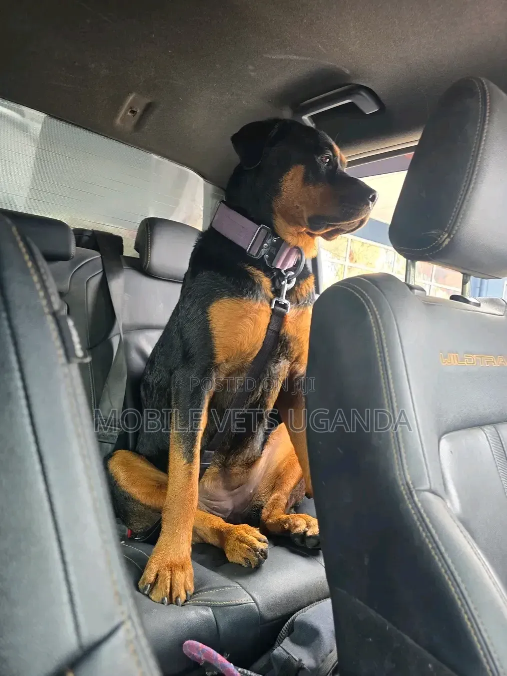 6-12 months Male Purebred Rottweiler