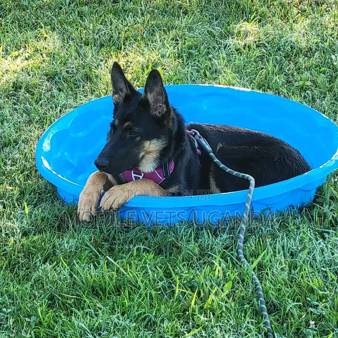 3-6 months Male Purebred German Shepherd