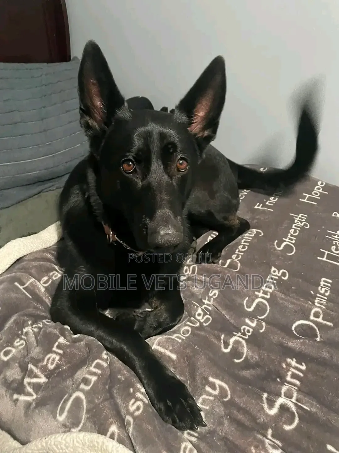 6-12 months Female Purebred German Shepherd