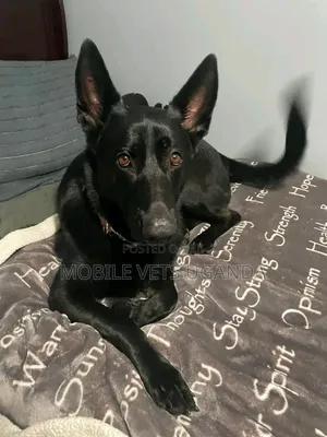 6-12 months Female Purebred German Shepherd
