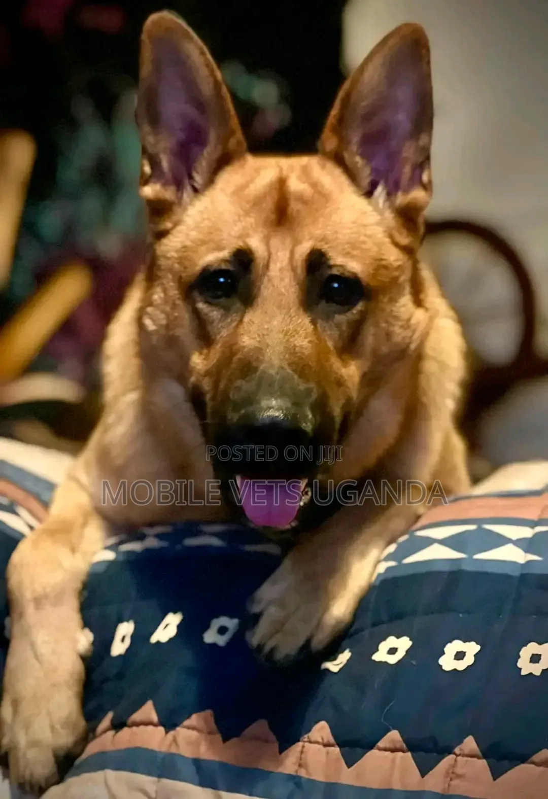 6-12 months Male Purebred German Shepherd