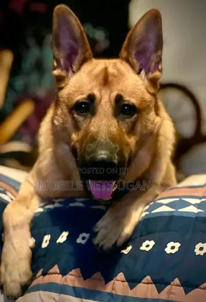 6-12 months Male Purebred German Shepherd