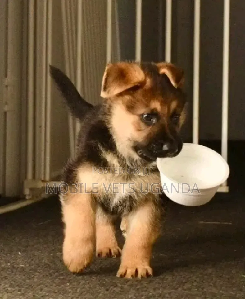 1-3 months Male Purebred German Shepherd