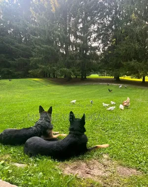 6-12 months Male Purebred German Shepherd