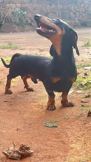 3-6 months Male Purebred Dachshund