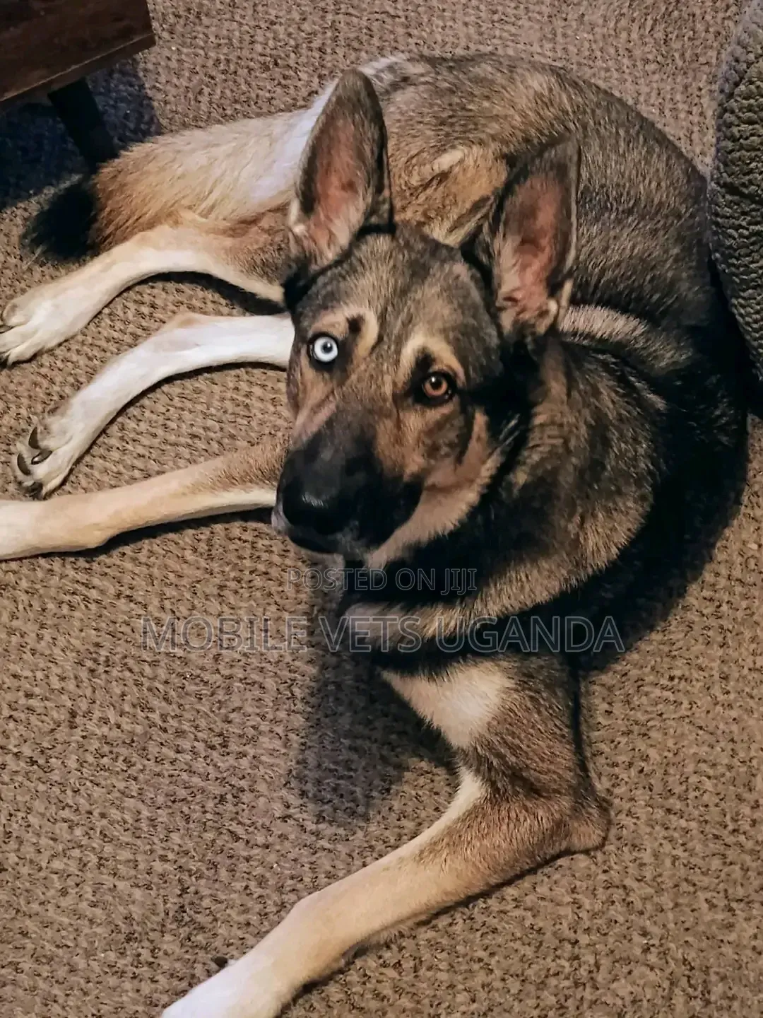 6-12 months Male Purebred German Shepherd