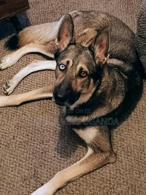 6-12 months Male Purebred German Shepherd