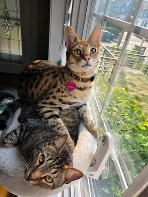 3-6 months Female Purebred Savannah