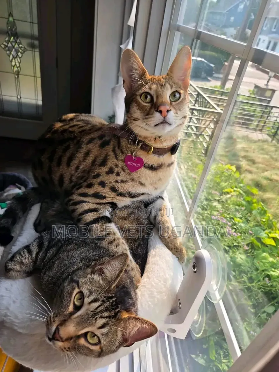 3-6 months Female Purebred Savannah