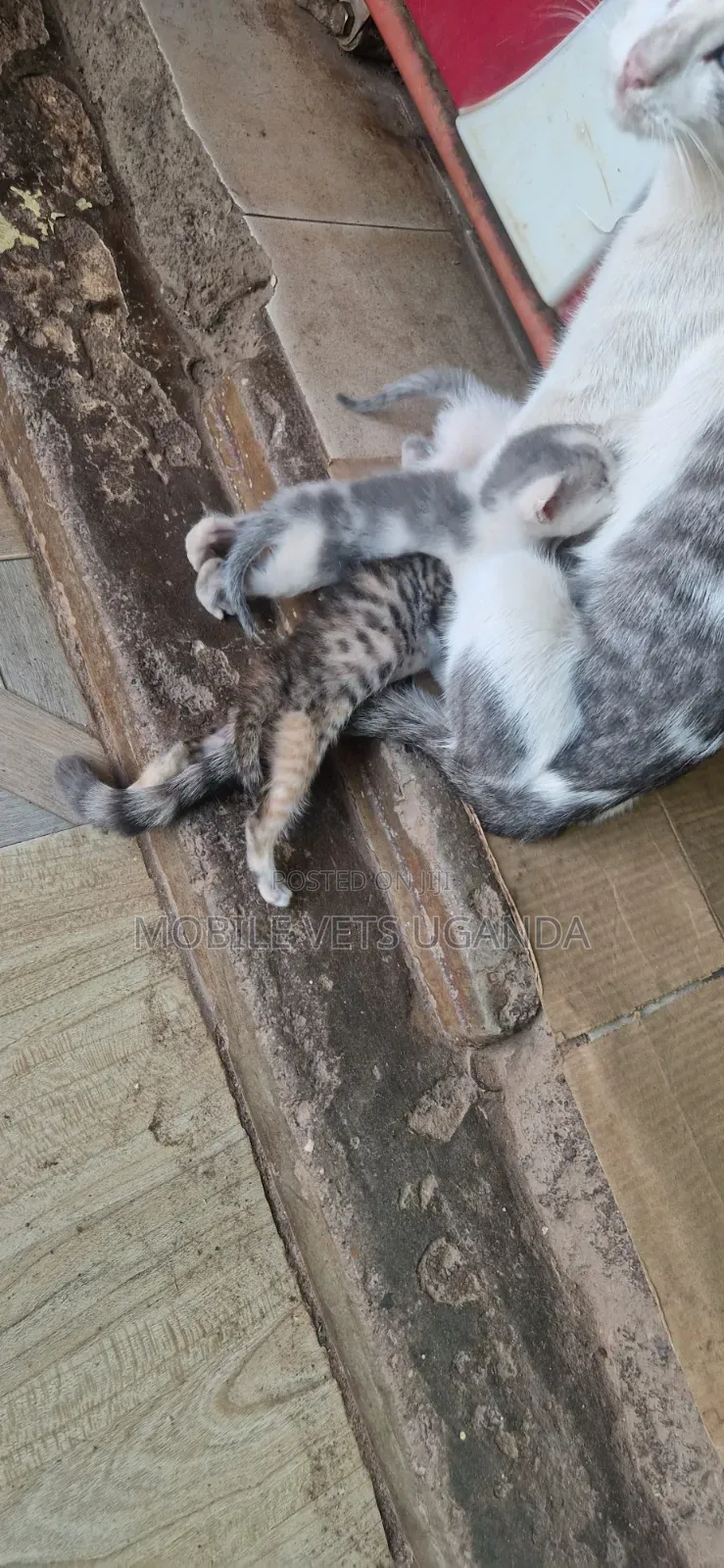 0-1 month Female Purebred Savannah
