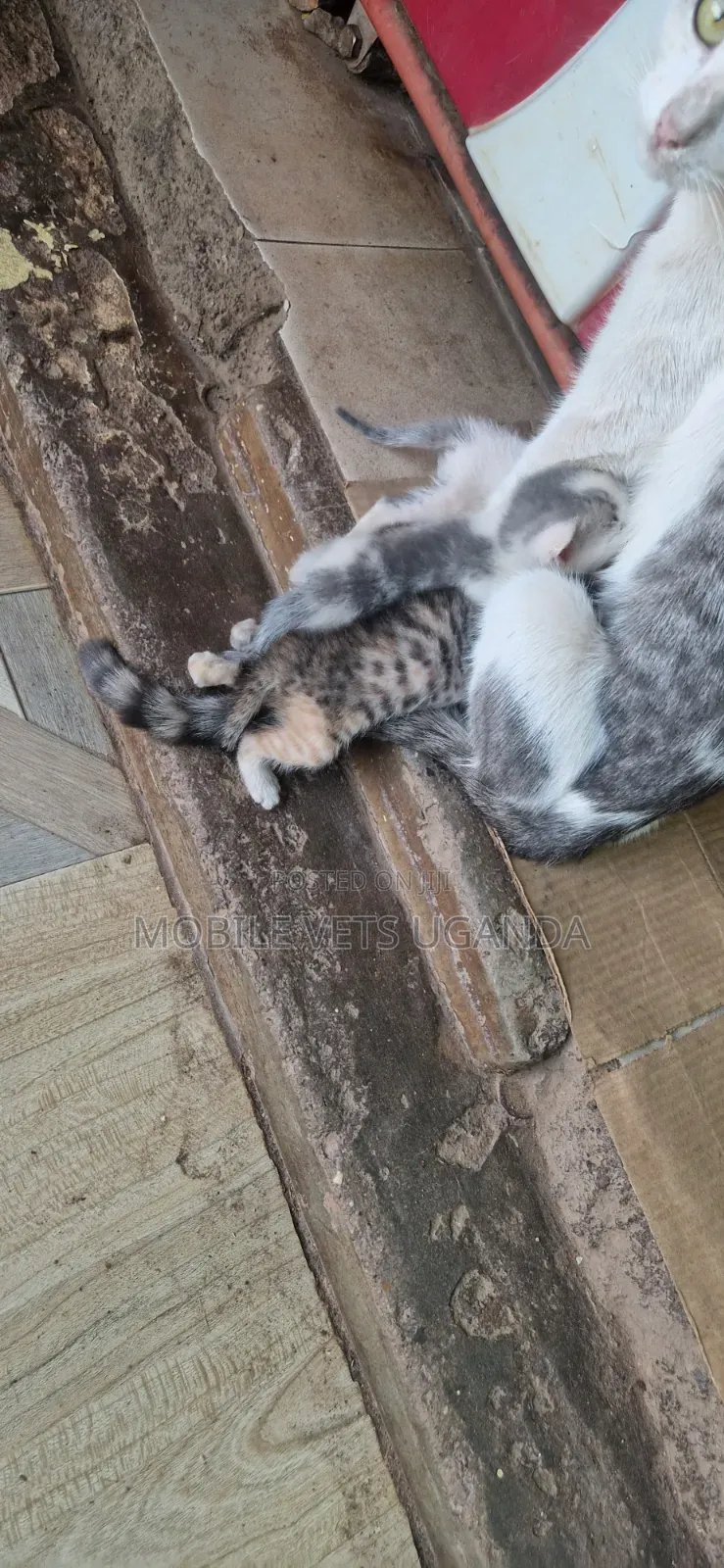 1-3 months Male Purebred Savannah