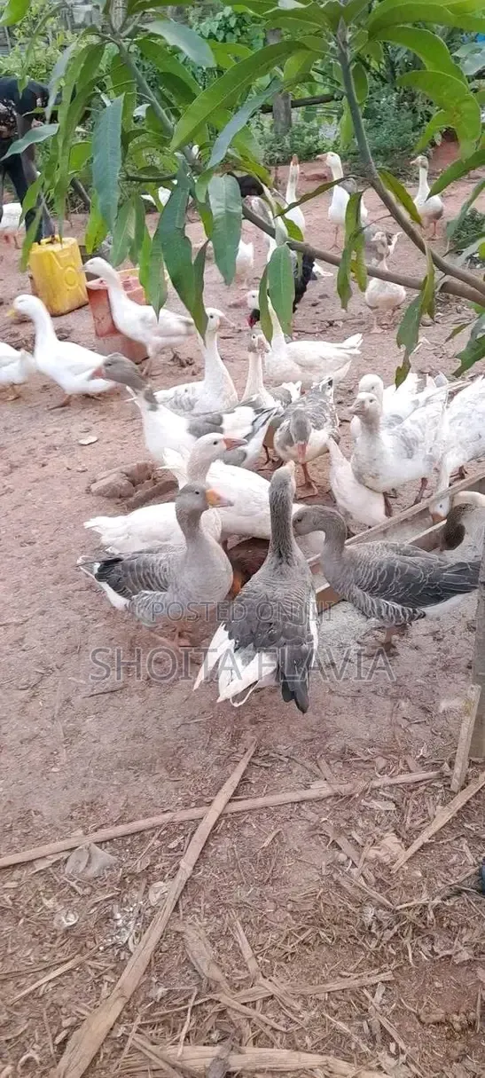Farm Raised Goose