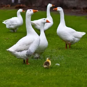 Farm Raised Goose