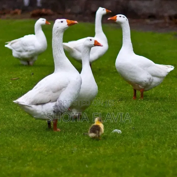 Farm Raised Goose