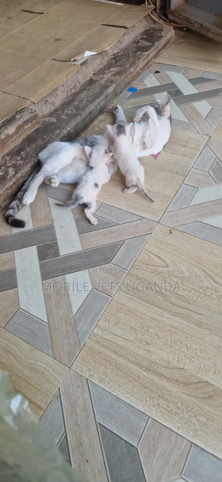 0-1 month Female Purebred Exotic
