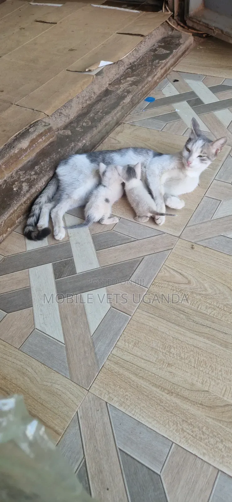 1-3 months Male Purebred Exotic