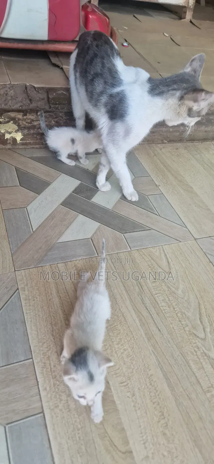 1-3 months Male Purebred Bombay