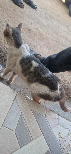 3-6 months Male Purebred Bengal