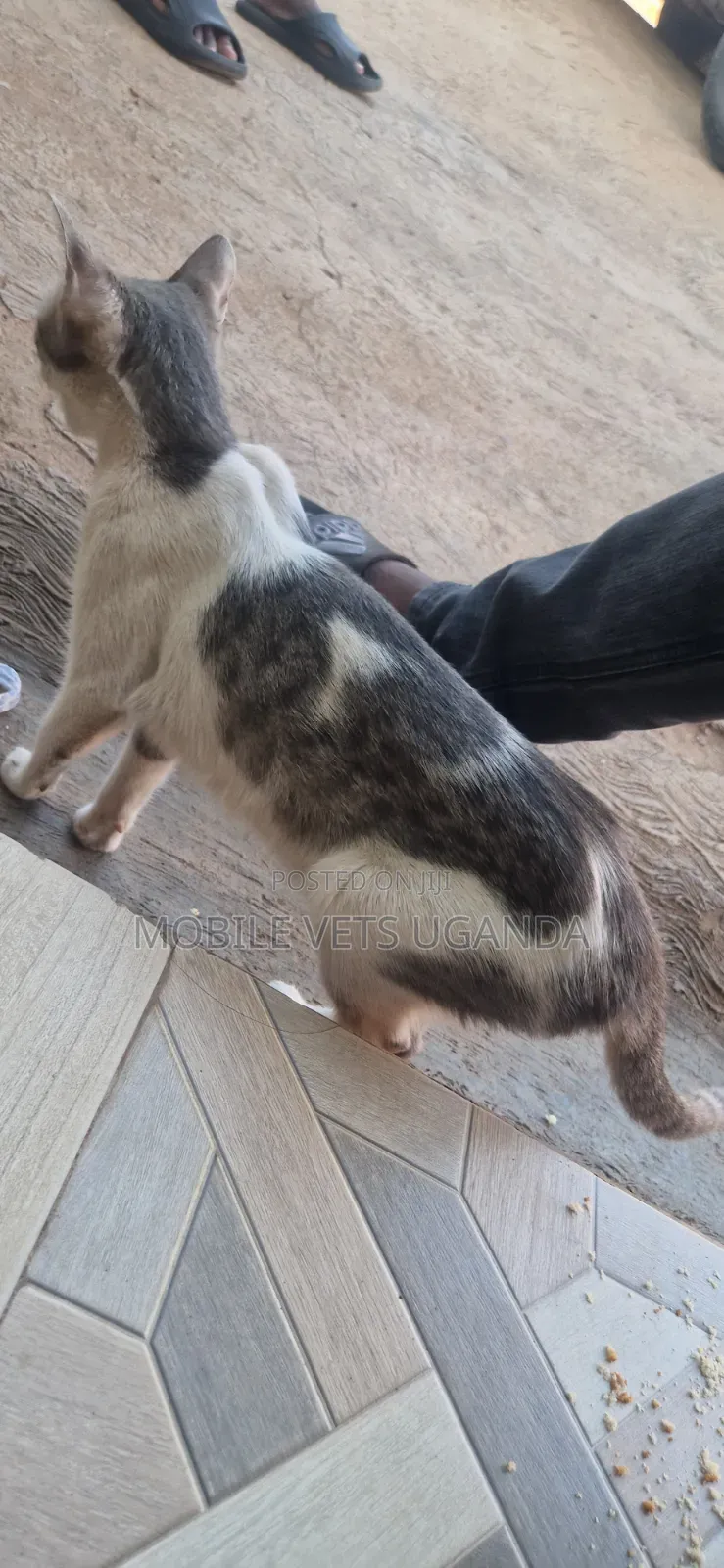 3-6 months Male Purebred Bengal