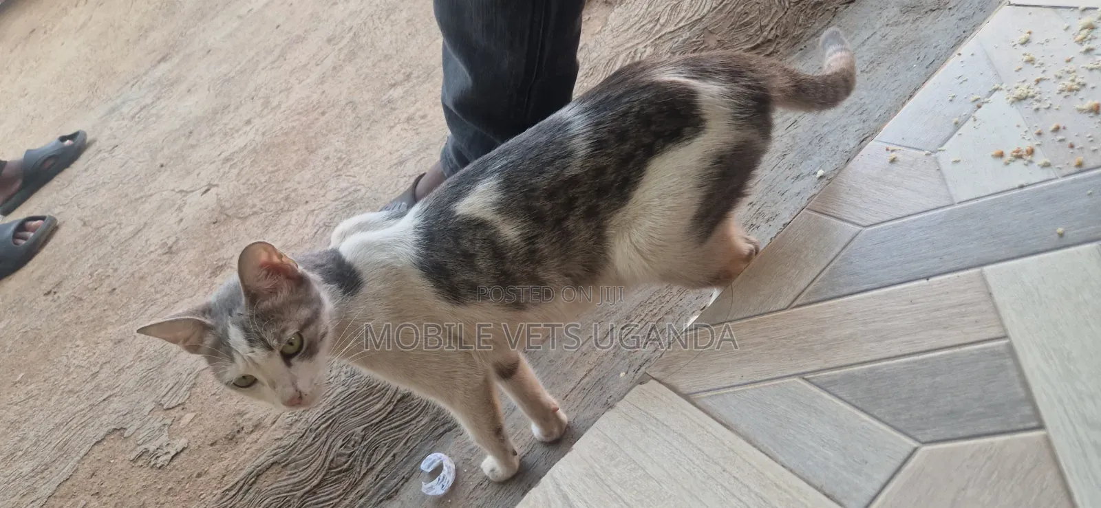 1-3 months Male Purebred Bengal