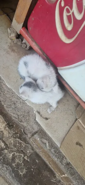 0-1 month Female Purebred American Shorthair