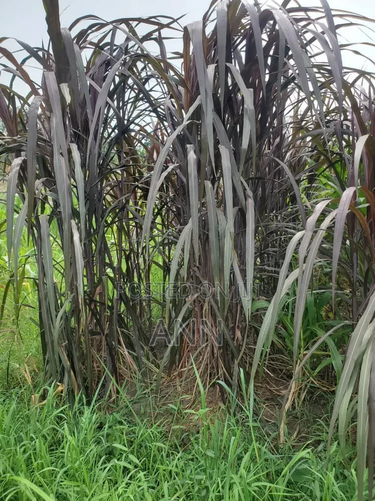 Red Napier Grass