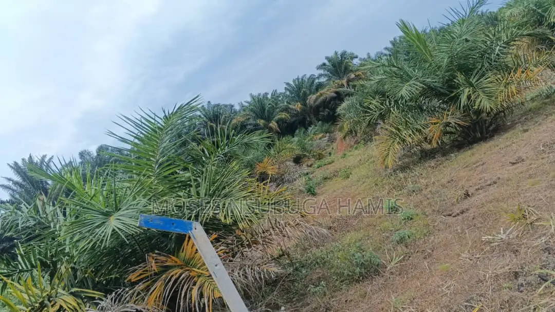 A Palm Garden for Sell at Kizira Kalangala District