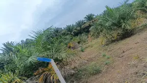 A Palm Garden for Sell at Kizira Kalangala District