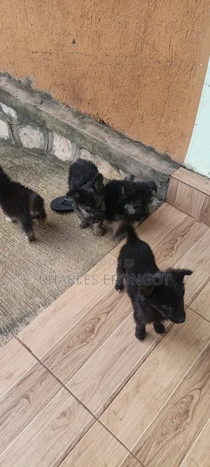 1-3 months Male Mixed Breed Maltese