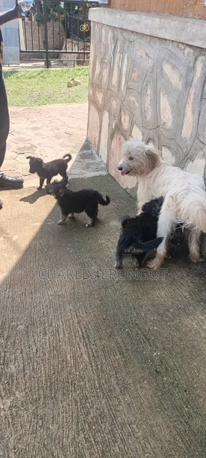 1-3 months Male Mixed Breed Maltese