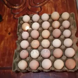 Fertilised Eggs for Sale