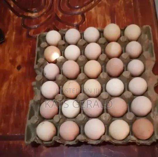 Fertilised Eggs for Sale