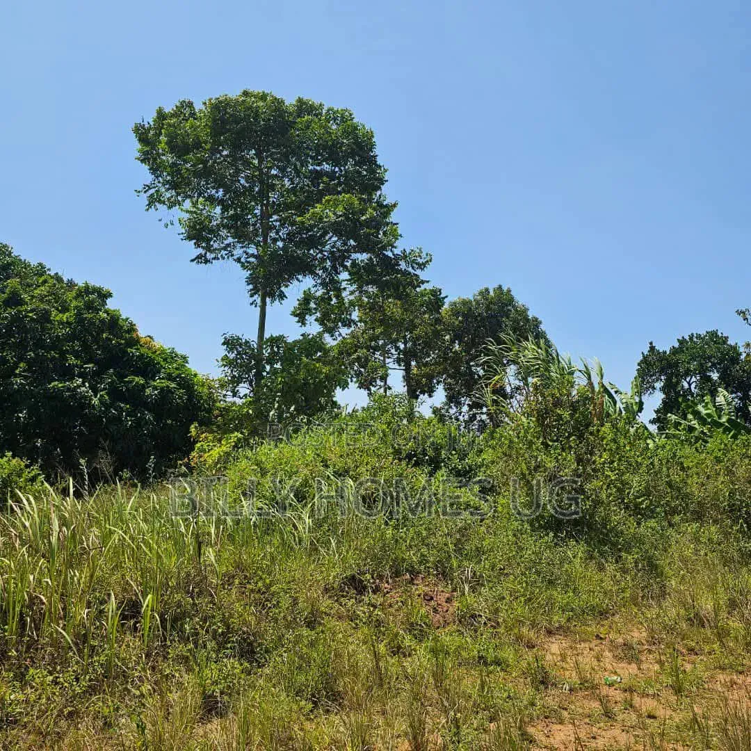 Lakeview Plots for Sale Located in Lutembe-Namulanda