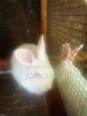 Exotic Rabbits