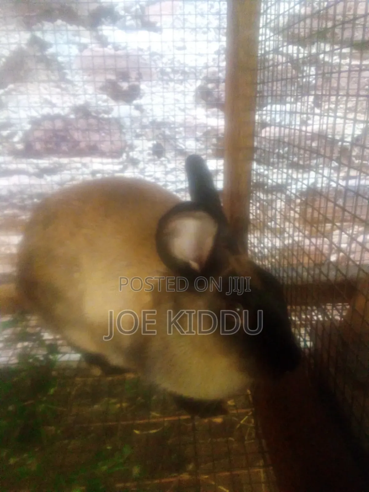 Exotic Rabbits