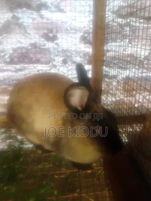 Exotic Rabbits