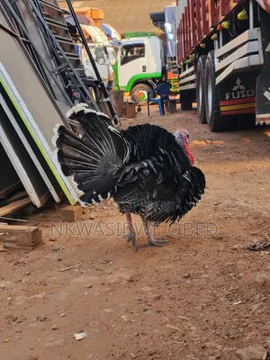 Male Turkey