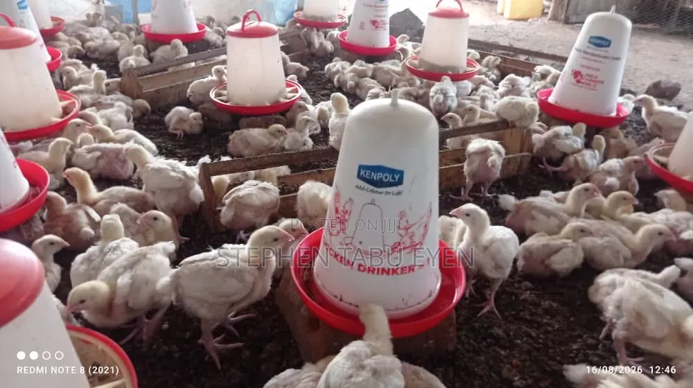 Broiler Chickens