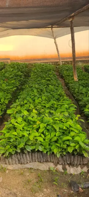 Cocoa and Coffee Seedlings
