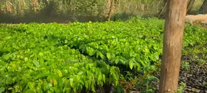 Cocoa and Coffee Seedlings