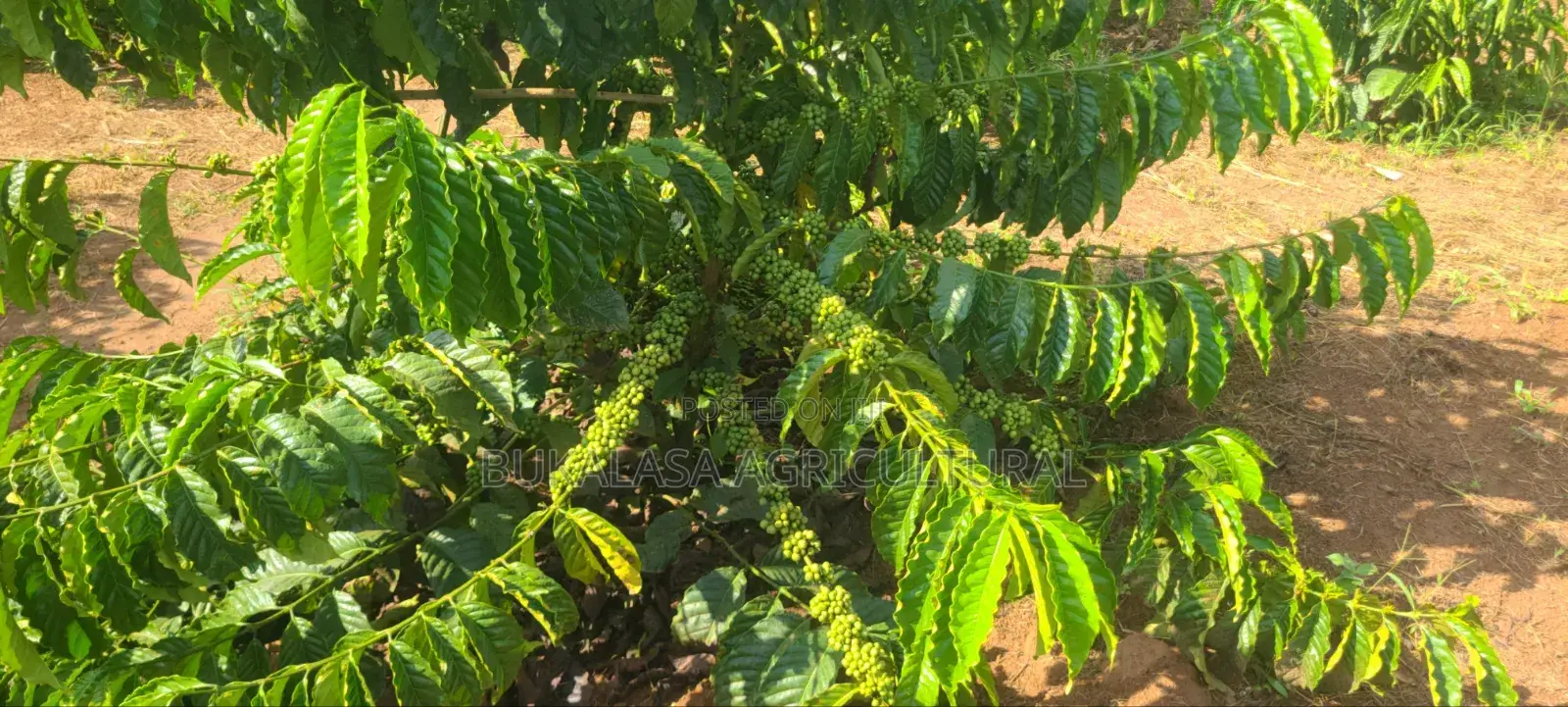 Cocoa and Coffee Seedlings