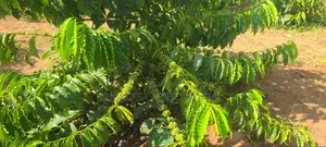 Cocoa and Coffee Seedlings