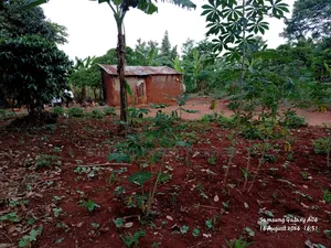 1.5acre Kibanja for Sale