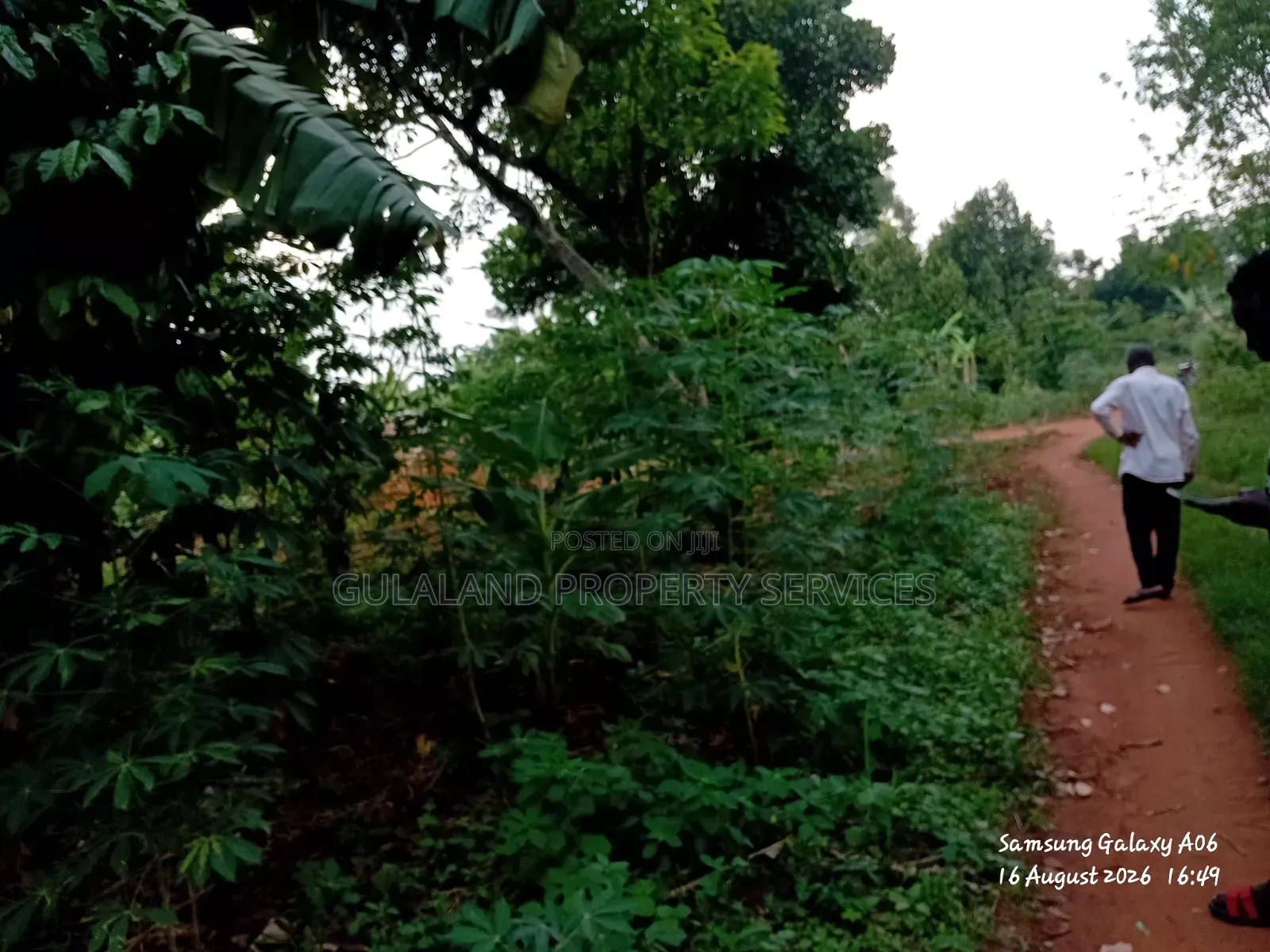 1.5acre Kibanja for Sale