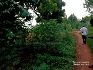 1.5acre Kibanja for Sale